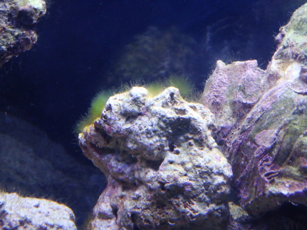 Hair Algae Outbreak during cycling Reef Central Online Community